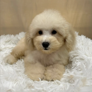 Toy Poodle